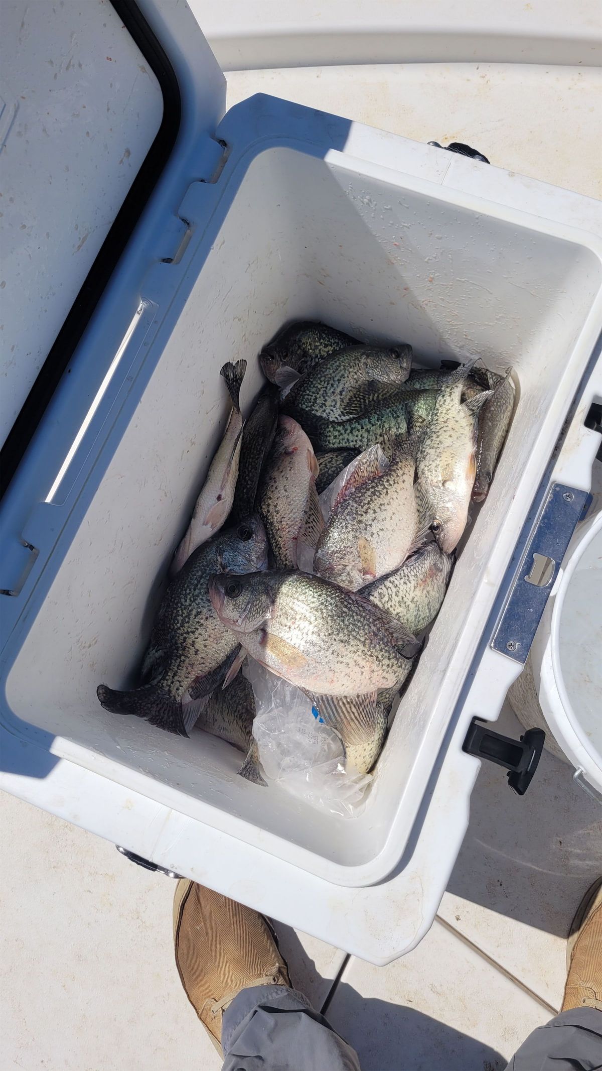 Bluegill Fishing on Lake Whitney: The Best Fish for Kids, and Underrated Eating