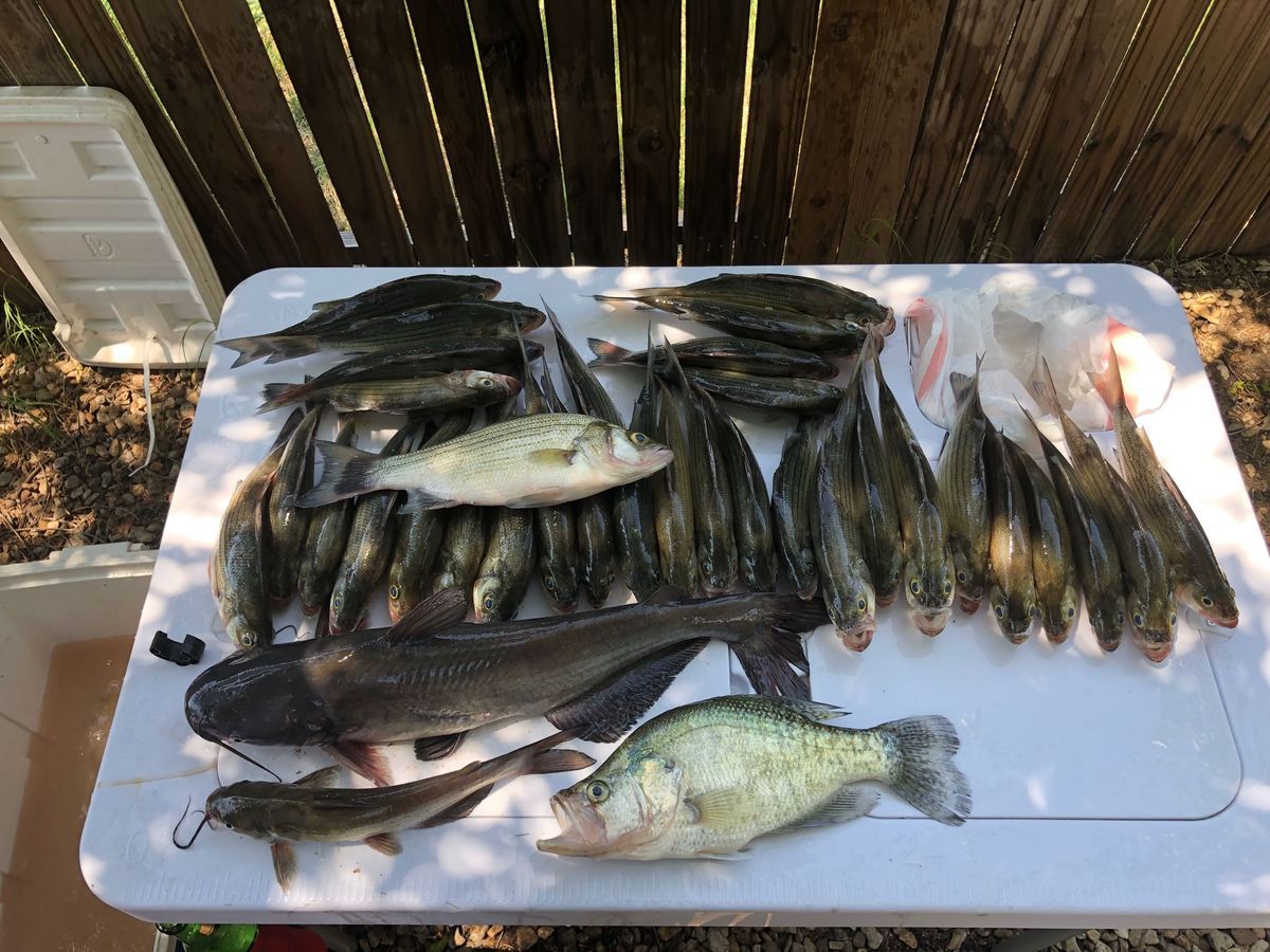 Lake Whitney Fishing Regulations, Licenses, and Bag Limits: The Quick-Reference Guide