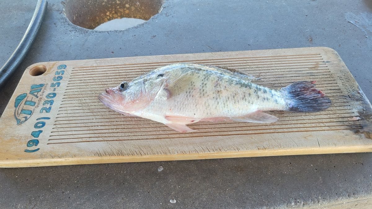 How Stripers Think: Behavior, Depth, and Why They Move on Lake Whitney
