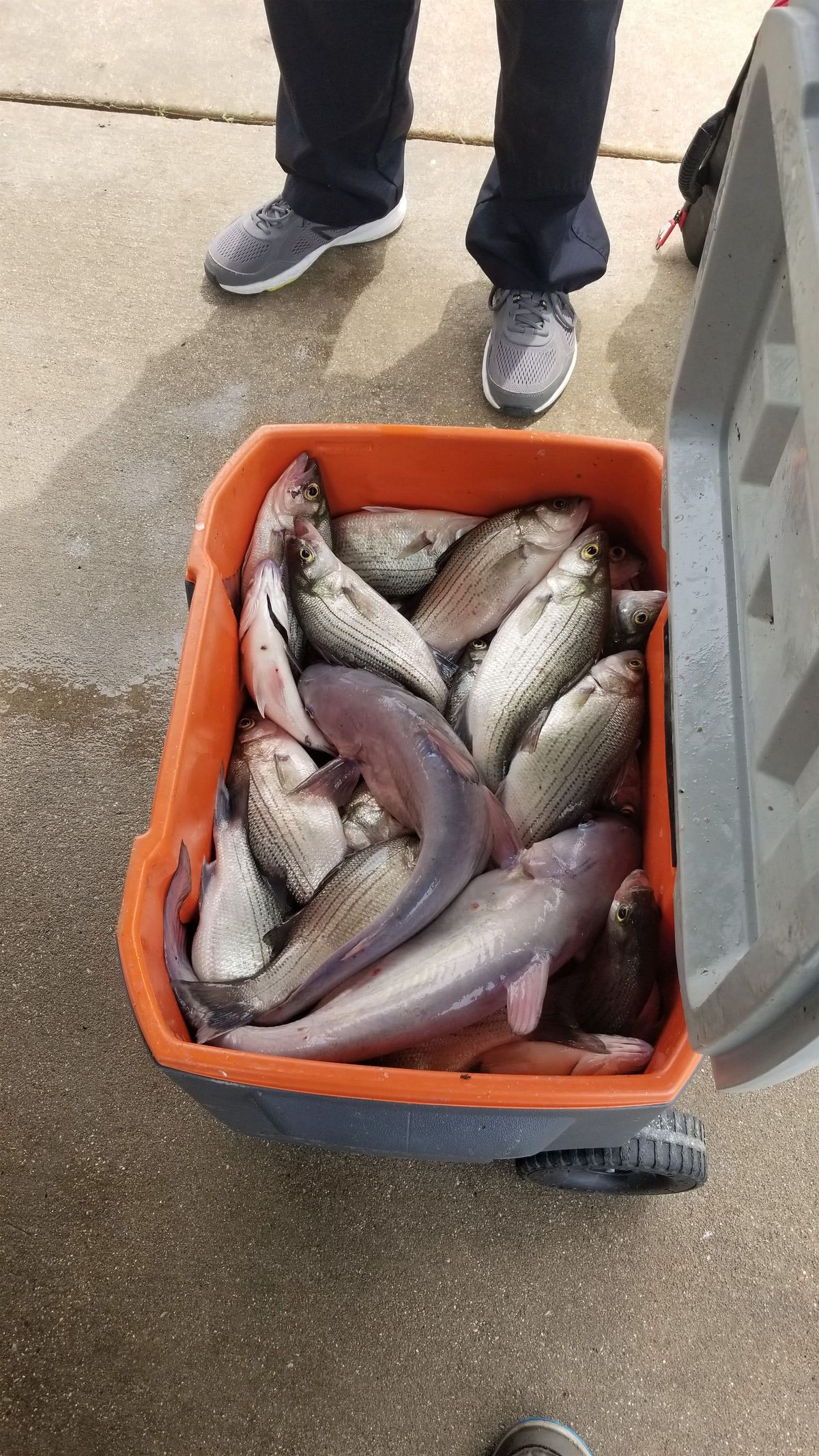 Largemouth Bass on Lake Aquilla: The Quiet Bass Lake Nobody Mentions