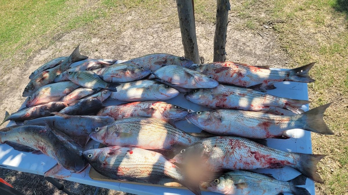 Why Lake Aquilla Catfish Taste Better Than Anywhere Else in Texas