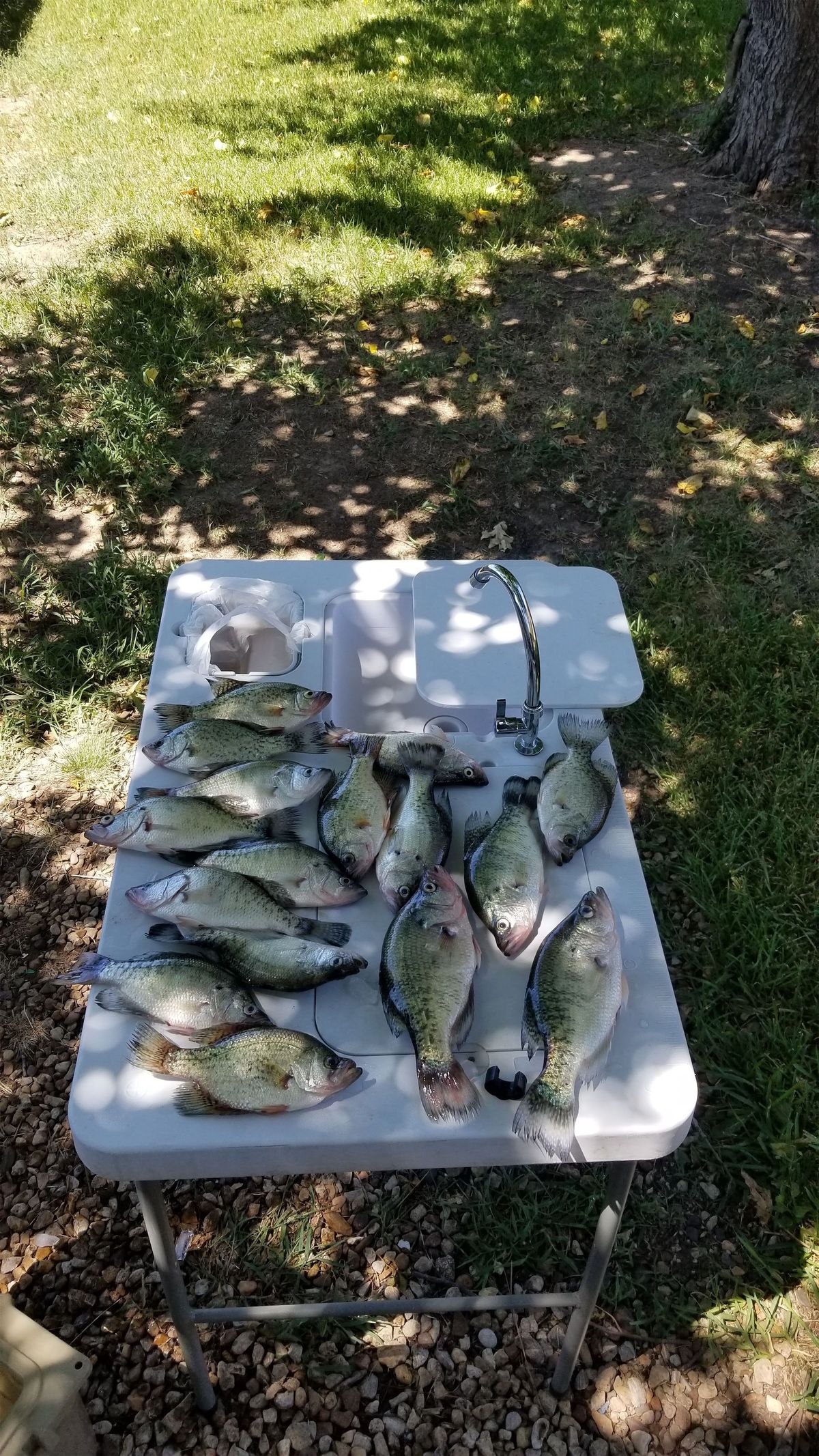 Crappie Fishing on Lake Whitney: Seasons, Spots, and Techniques